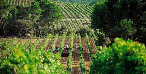 vendanges-la-londe-les-maures