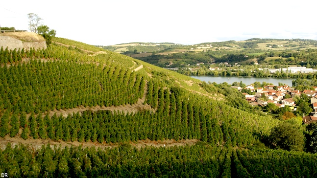 GFV Côte-Rôtie: le soleil en bouteille